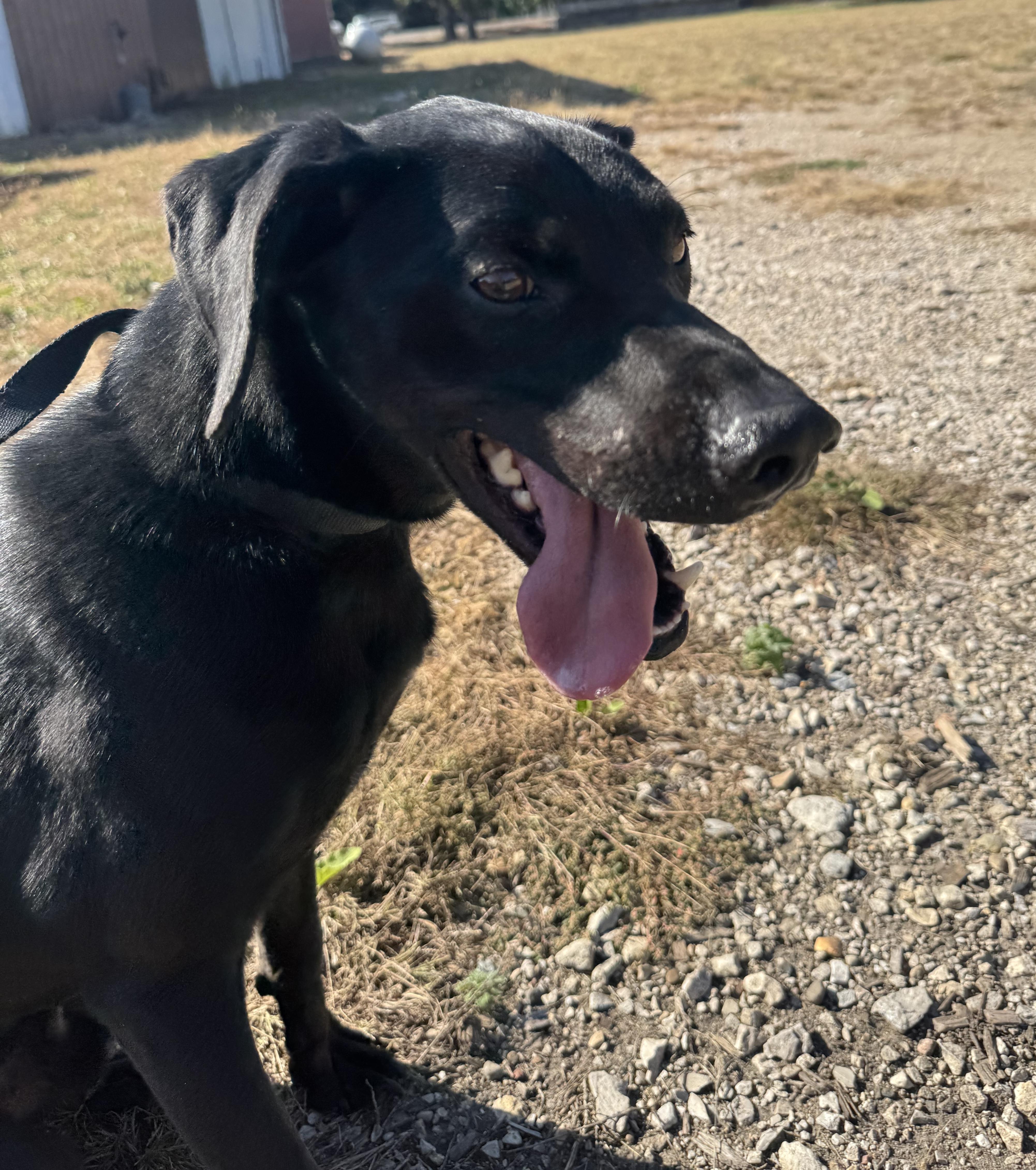 Zorro Z  Jj thumbnail 2