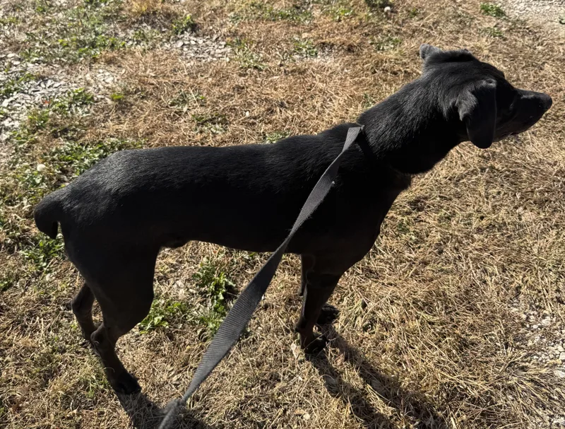 Zorro Z  Jj thumbnail 3