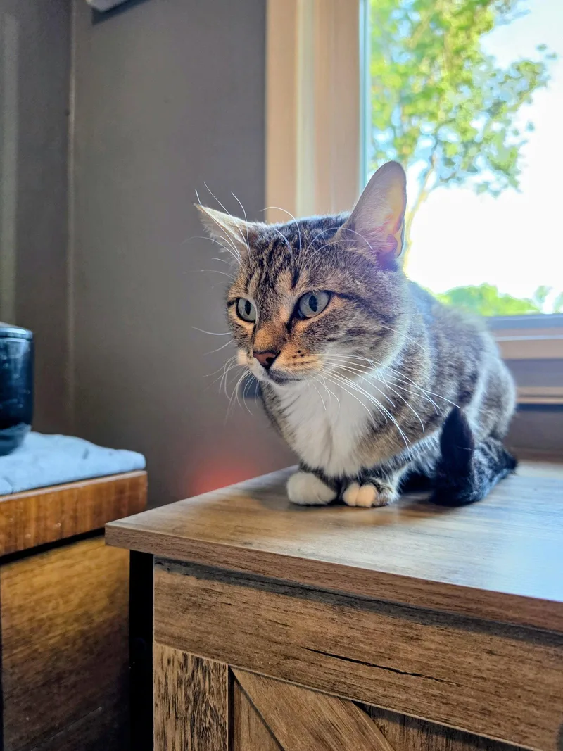 An adult medium-sized female Domestic Short Hair cat named Frannie for adoption in Lake Saint Louis, MO