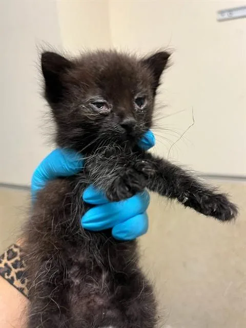 A baby small-sized male Domestic Short Hair cat named Dairyqueen for adoption in Riverside, CA