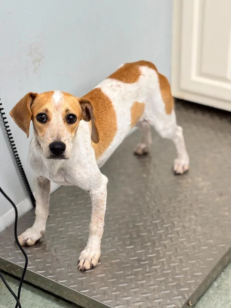 A young medium-sized female Beagle dog named Sarah for adoption in Danielsville, GA