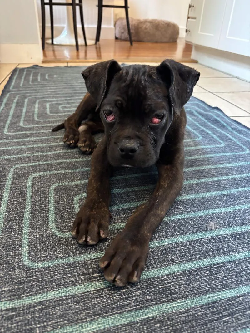 A young large-sized female Brindle Cane Corso dog named Valentina for adoption in Valley Village, CA