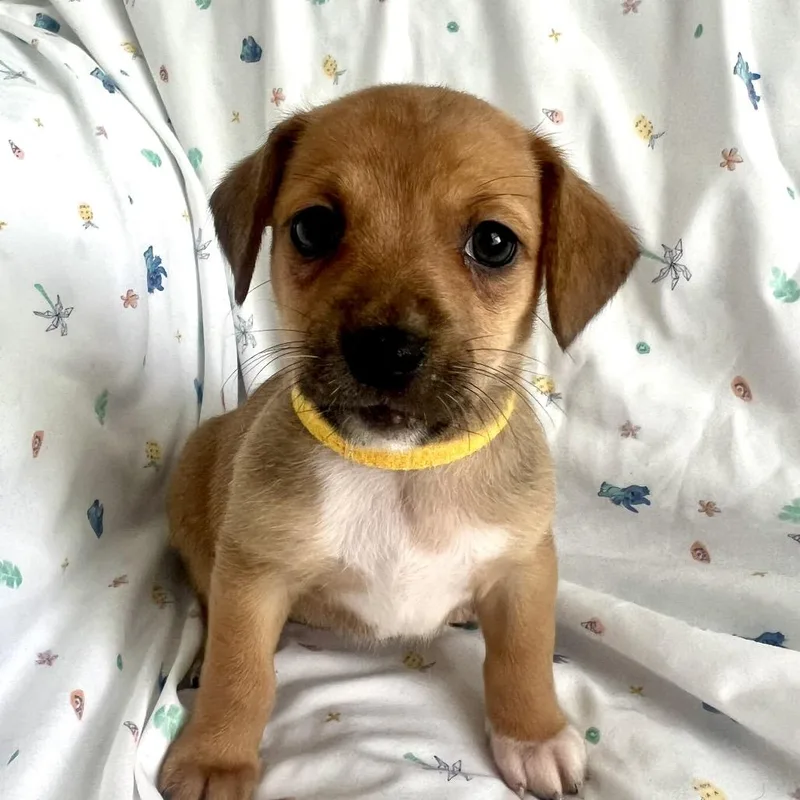 A baby small-sized female Brown / Chocolate Mixed Breed dog named Coming Soon Beignet for adoption in Goodlettsville, TN
