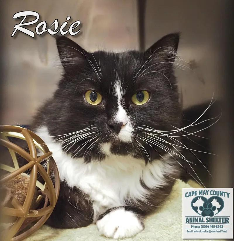 An adult medium-sized female Black & White / Tuxedo Tuxedo cat named Rosie for adoption in Cape May Court House, NJ