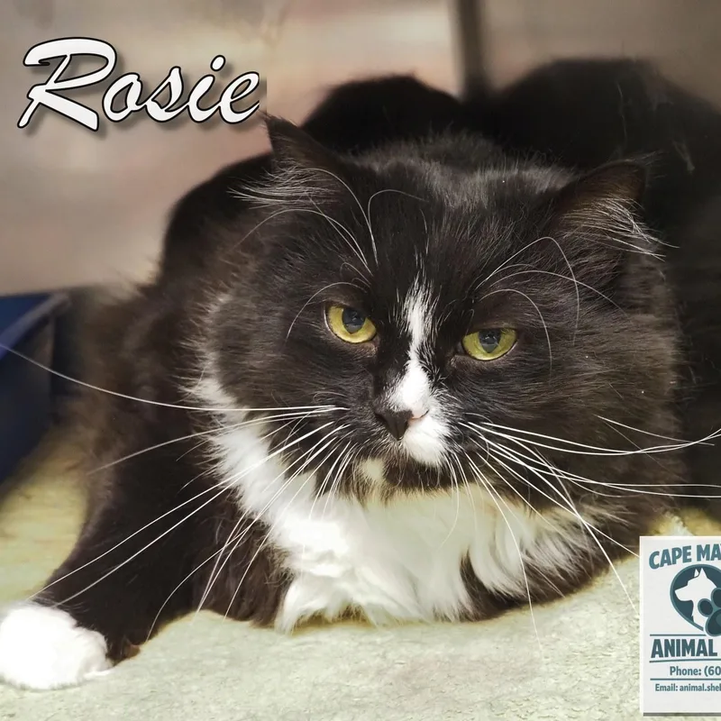 Rosie thumbnail 2