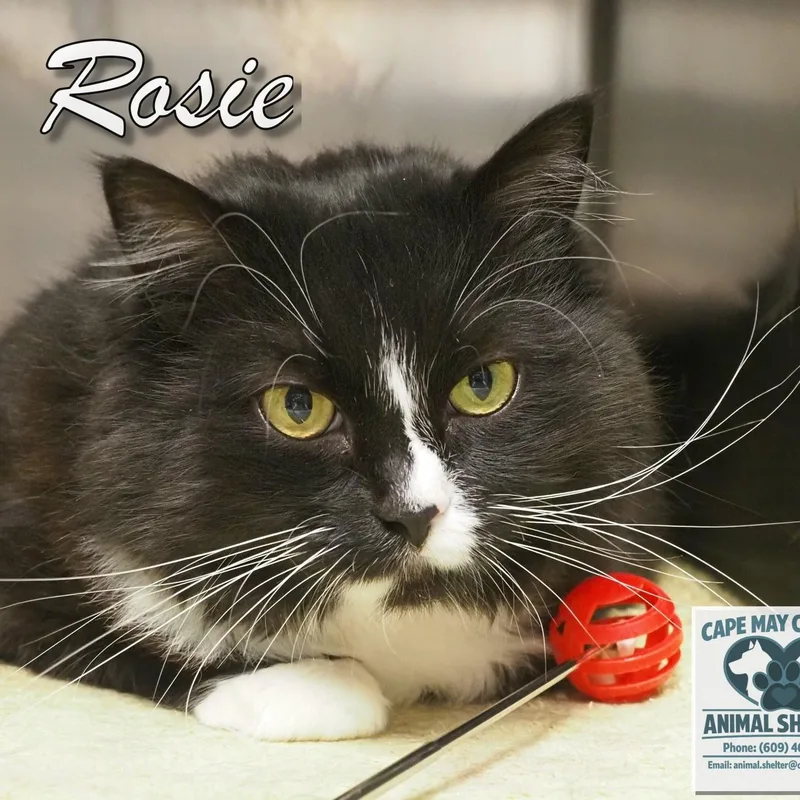 Rosie thumbnail 3