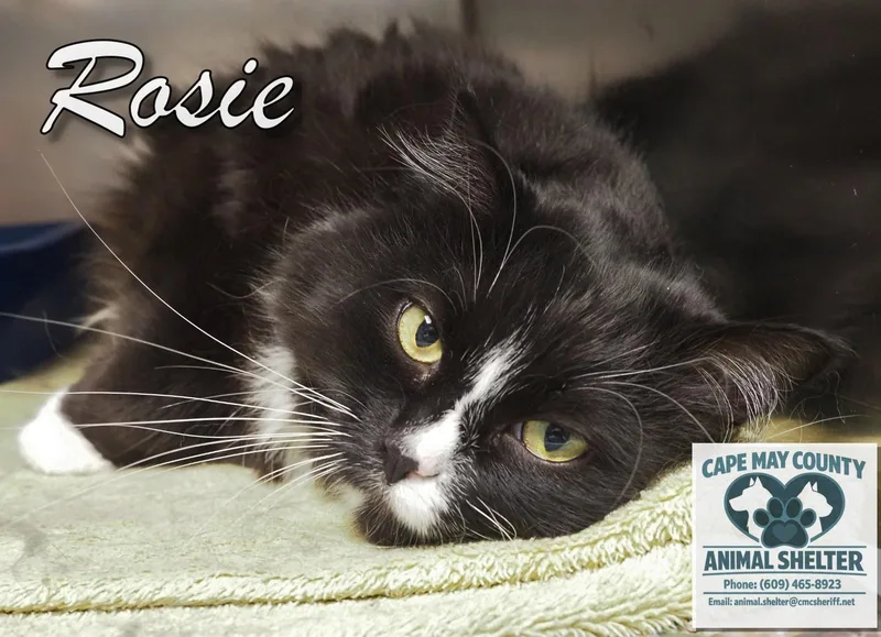 Rosie thumbnail 4