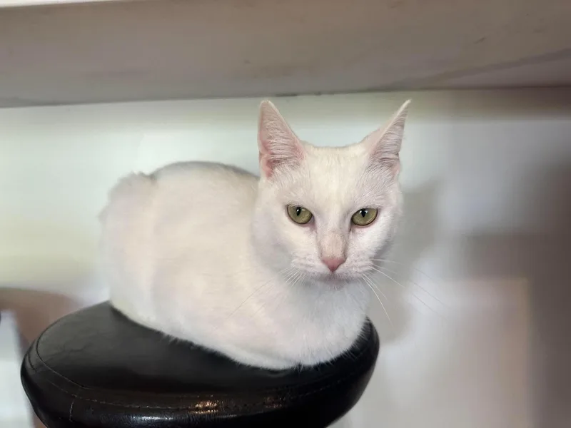 An adult medium-sized female White Domestic Short Hair cat named Molly for adoption in Penfield, NY