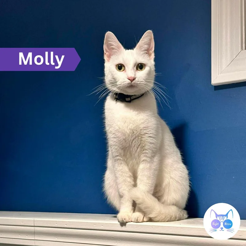 Molly thumbnail 4