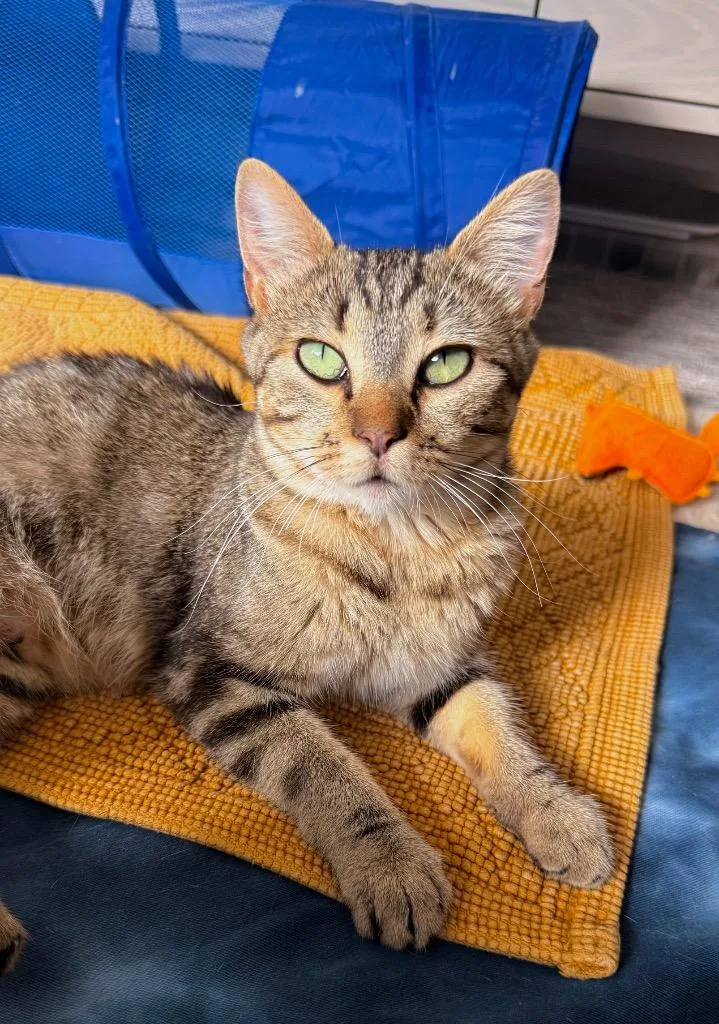 A young medium-sized female Domestic Short Hair cat named Sacha Inchi for adoption in Fort Lupton, CO