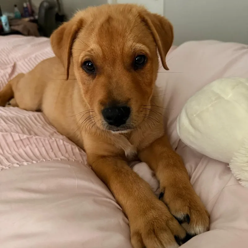 A baby large-sized male Rottweiler dog named Clyde for adoption in Krum, TX