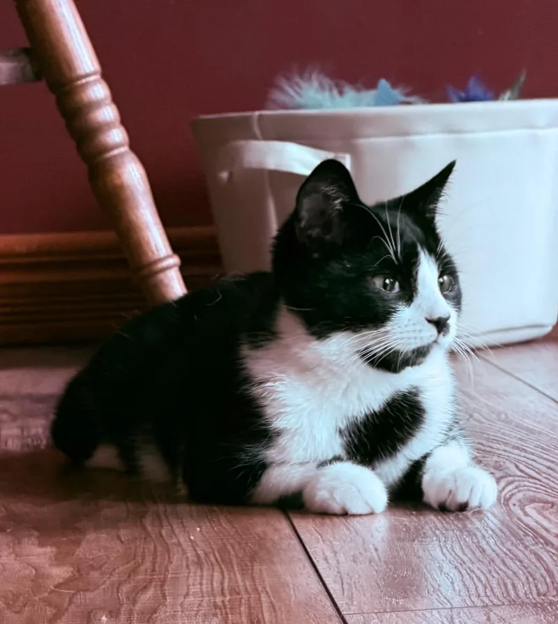 Indigo
