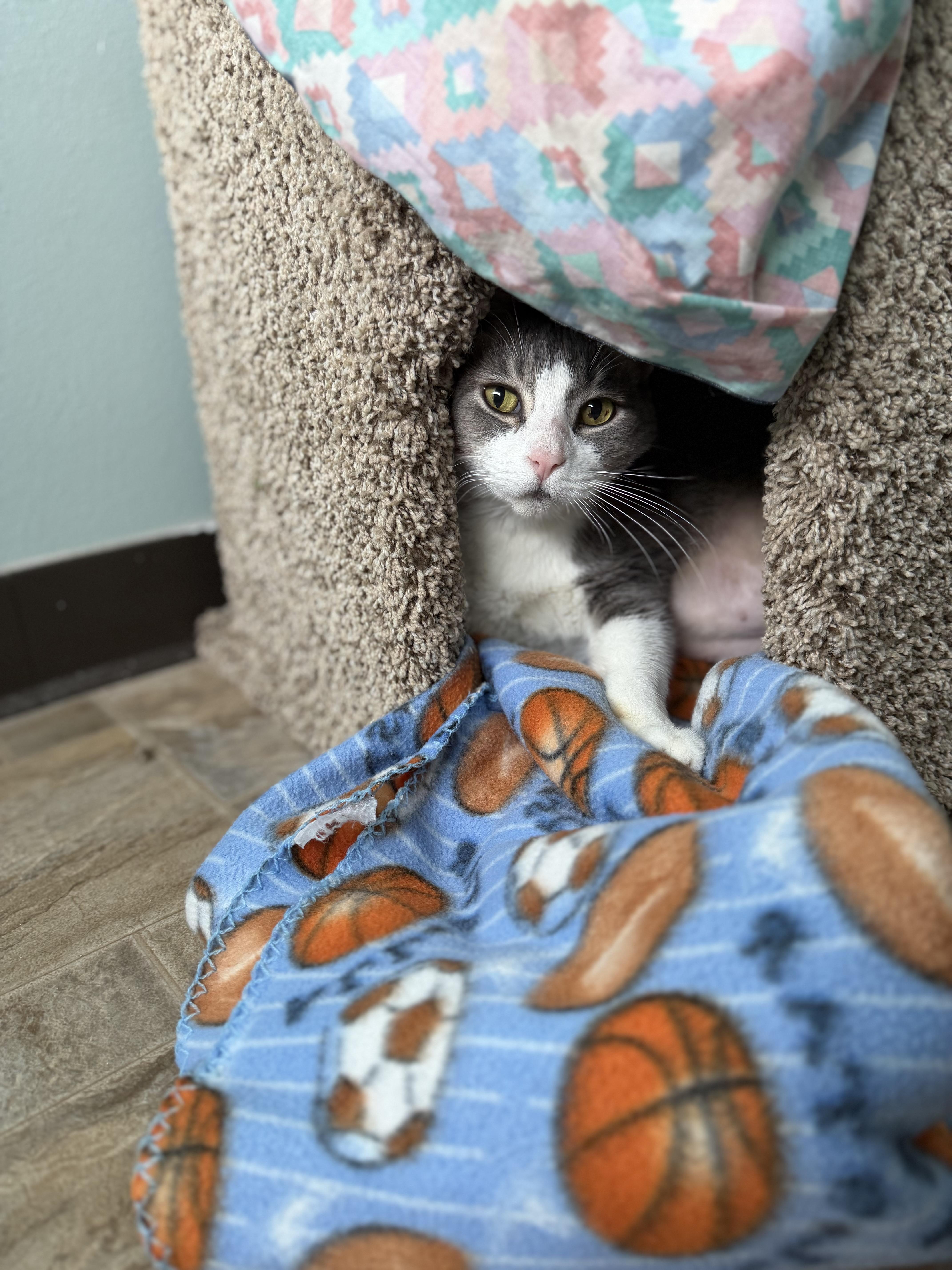 A senior large-sized male Gray / Blue / Silver Domestic Short Hair cat named Leo for adoption in Dodgeville, WI