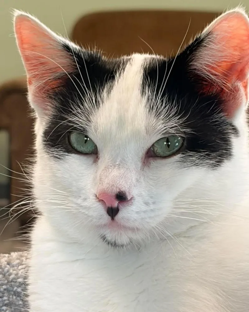 A young medium-sized male Black & White / Tuxedo Domestic Short Hair cat named Bart @ The Cat's for adoption in Montello, WI