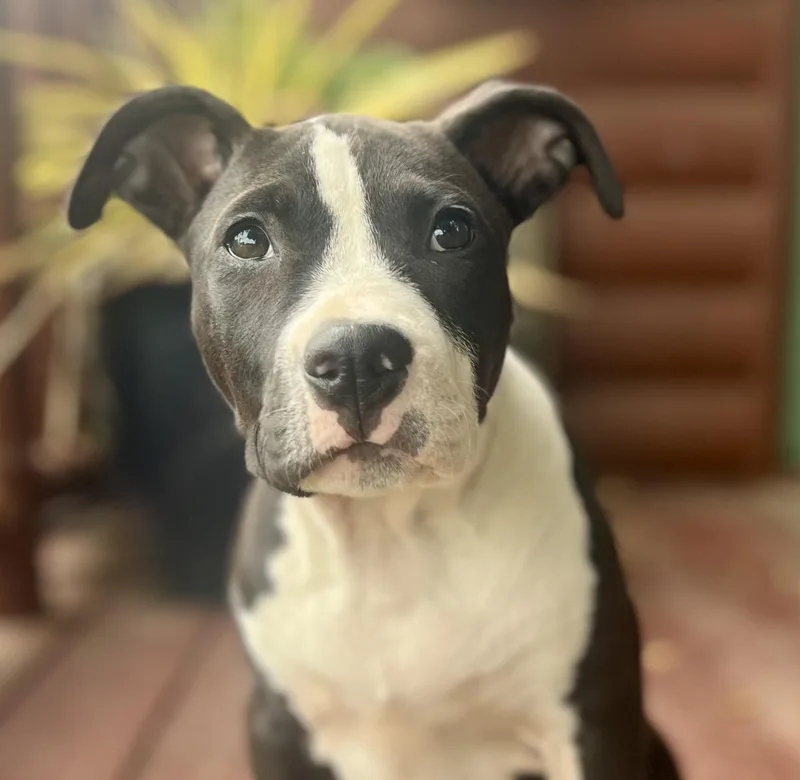 A baby medium-sized female Black American Bully dog named Cooper for adoption in Oakland, CA