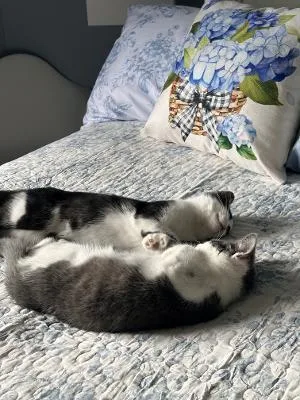 A baby medium-sized male Black & White / Tuxedo Domestic Short Hair cat named Ghost Pepper and Habanero for adoption in Mokena, IL