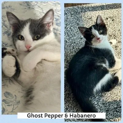 Ghost Pepper and Habanero thumbnail 6
