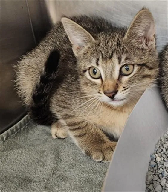 A baby small-sized female Domestic Short Hair cat named Summer for adoption in Fort Lauderdale, FL