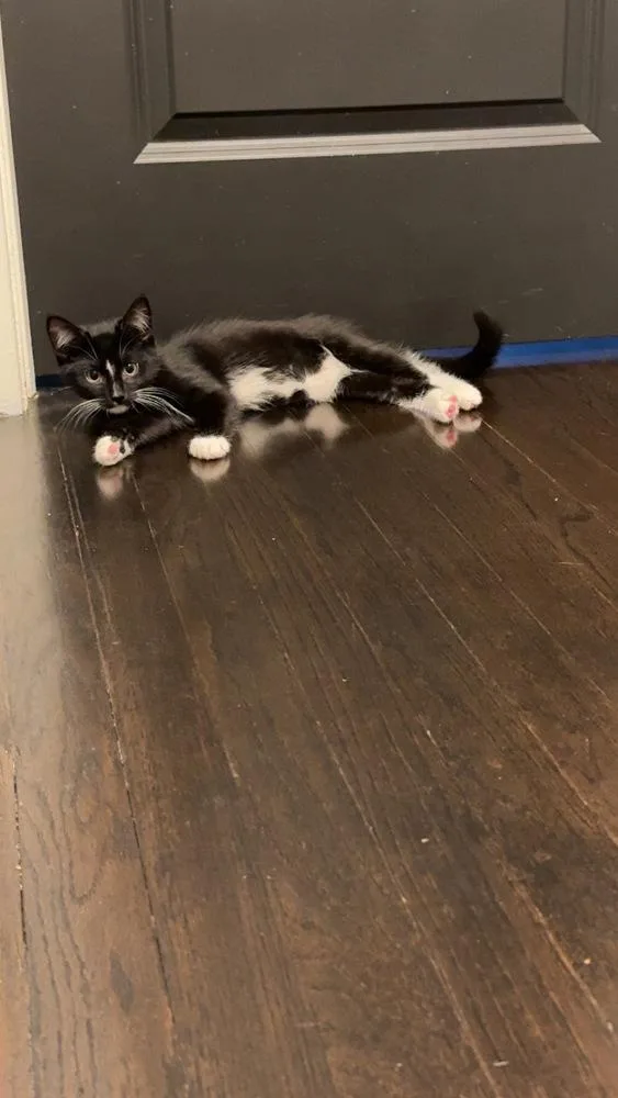 Munchkin And Rose thumbnail 2