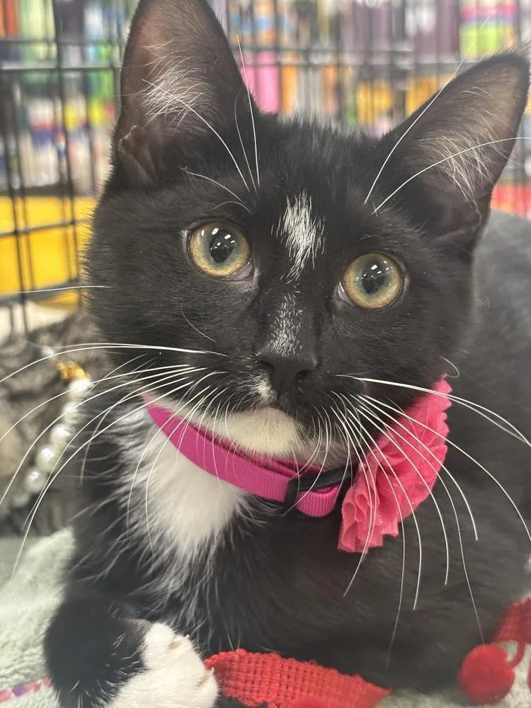 Munchkin And Rose thumbnail 3