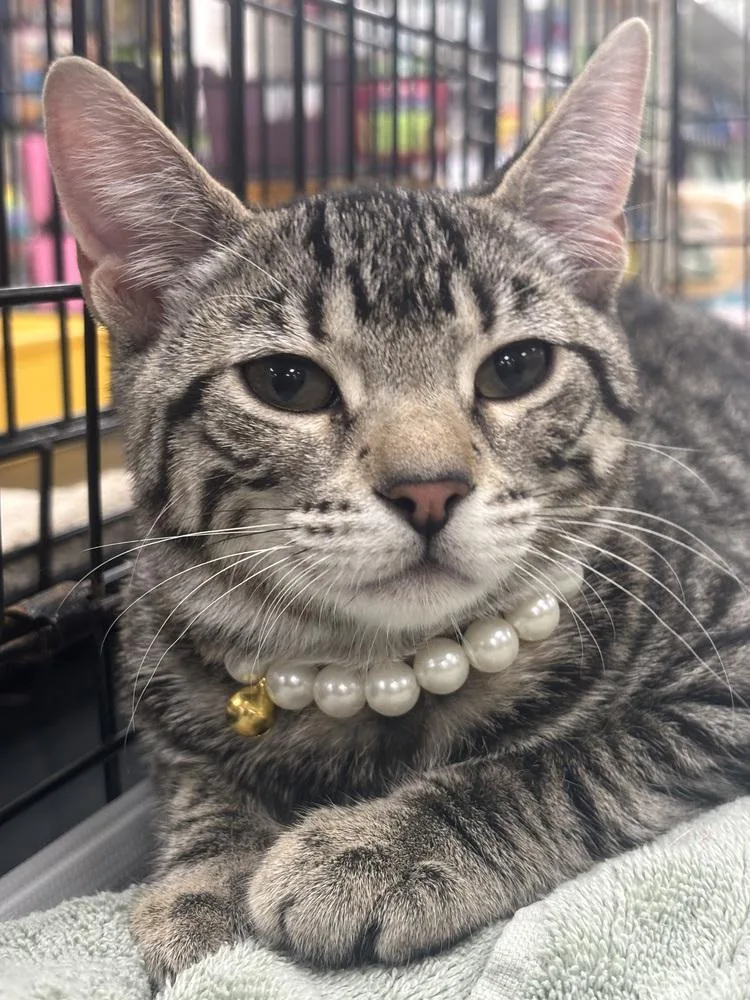 Munchkin And Rose thumbnail 4