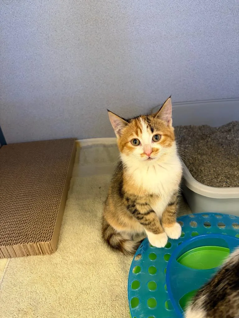 A baby small-sized female Calico cat named Ruby for adoption in Liverpool, NY