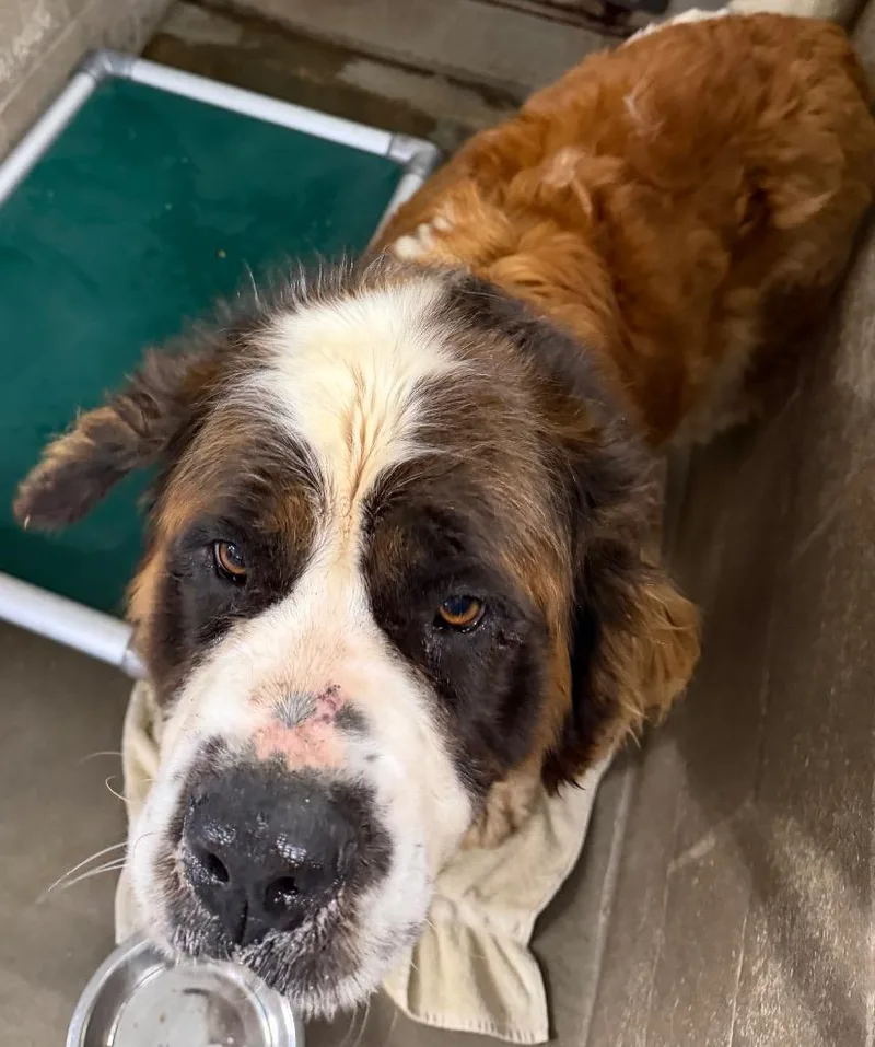 An adult large-sized female Saint Bernard dog named Santana for adoption in Virginia, MN