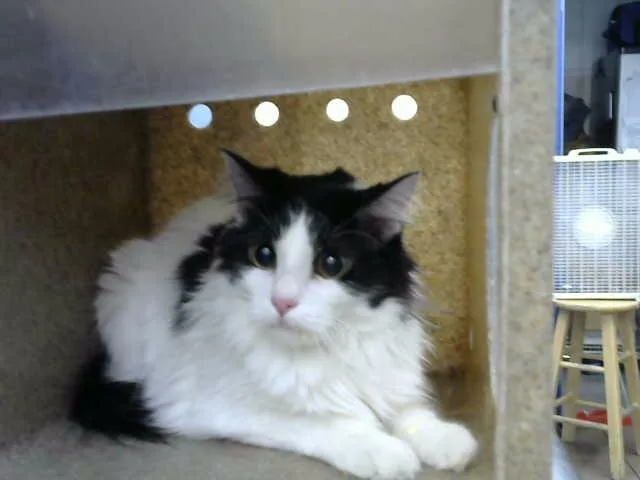 A young medium-sized female Domestic Long Hair cat named Dior for adoption in Albuquerque, NM