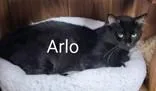 Arlo