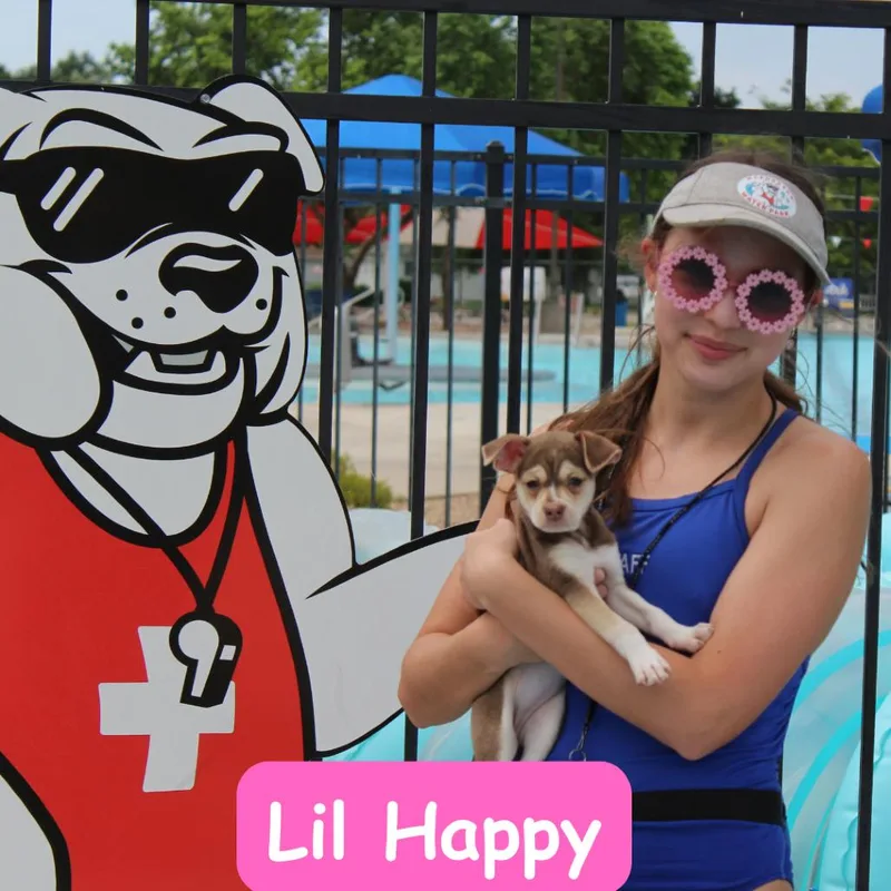 A baby small-sized female Brown / Chocolate Beagle dog named Lil Happy for adoption in McPherson, KS