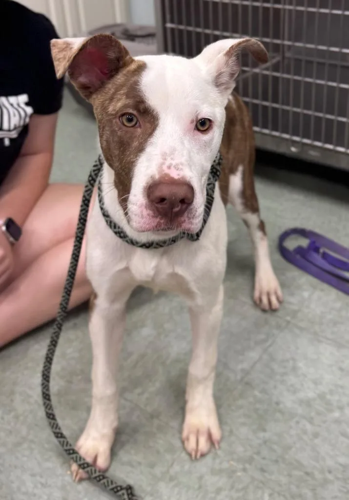 A baby medium-sized female Mixed Breed dog named Mazie for adoption in Danielsville, GA