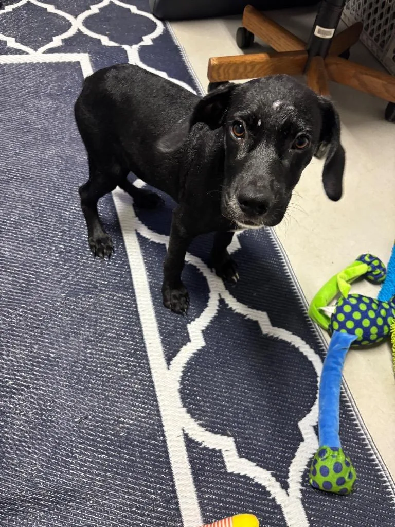 A baby medium-sized male Mixed Breed dog named Chief for adoption in Metter, GA