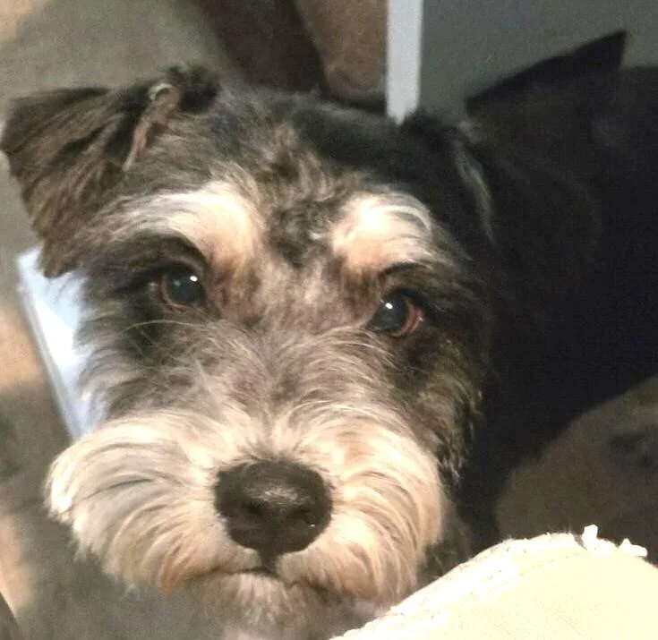 An adult small-sized female Tricolor (Brown, Black, & White) Schnauzer dog named Posey for adoption in Dallas, TX