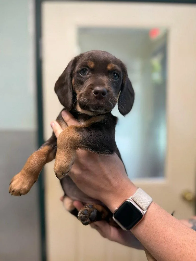 A baby small-sized female Dachshund dog named Mitsi for adoption in Lovingston, VA