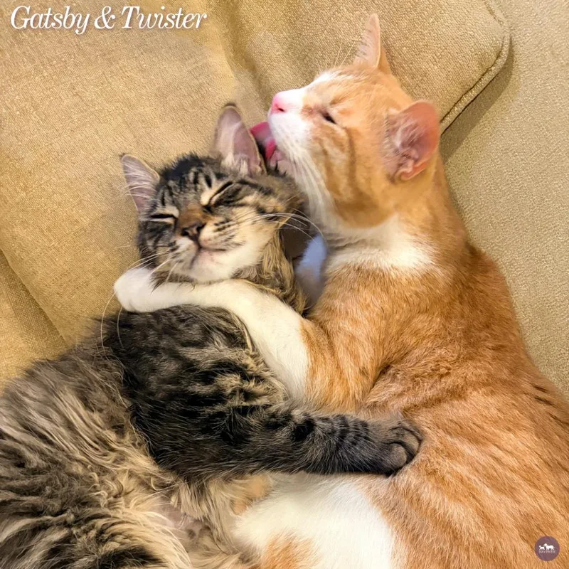 A baby small-sized male Domestic Long Hair cat named Gatsby for adoption in Hopkinton, MA
