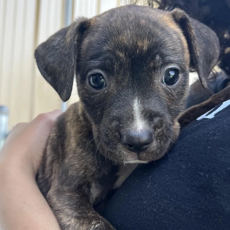 A baby small-sized female Brindle Pit Bull Terrier dog named Strawberry for adoption in La Grange, KY