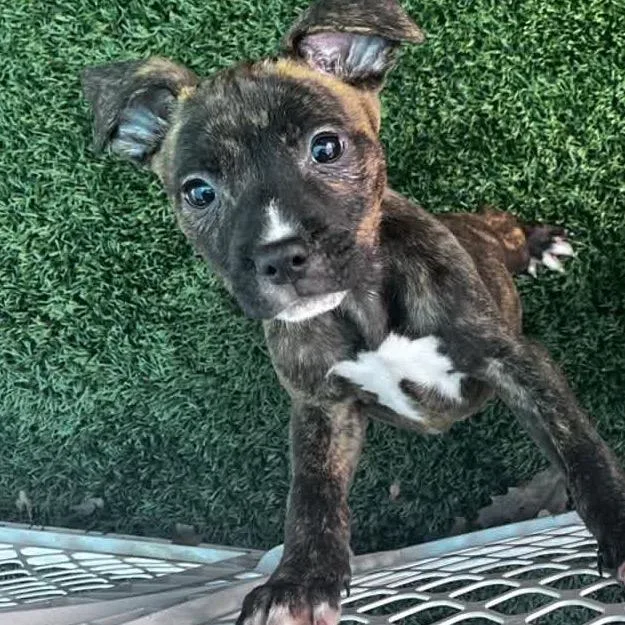 Strawberry thumbnail 2