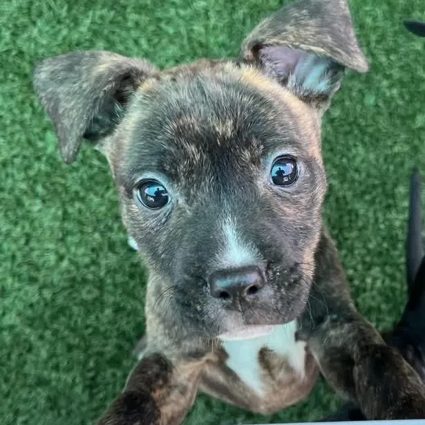 Strawberry thumbnail 3