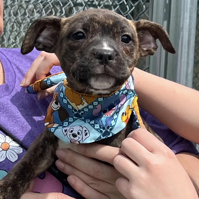 Strawberry thumbnail 4