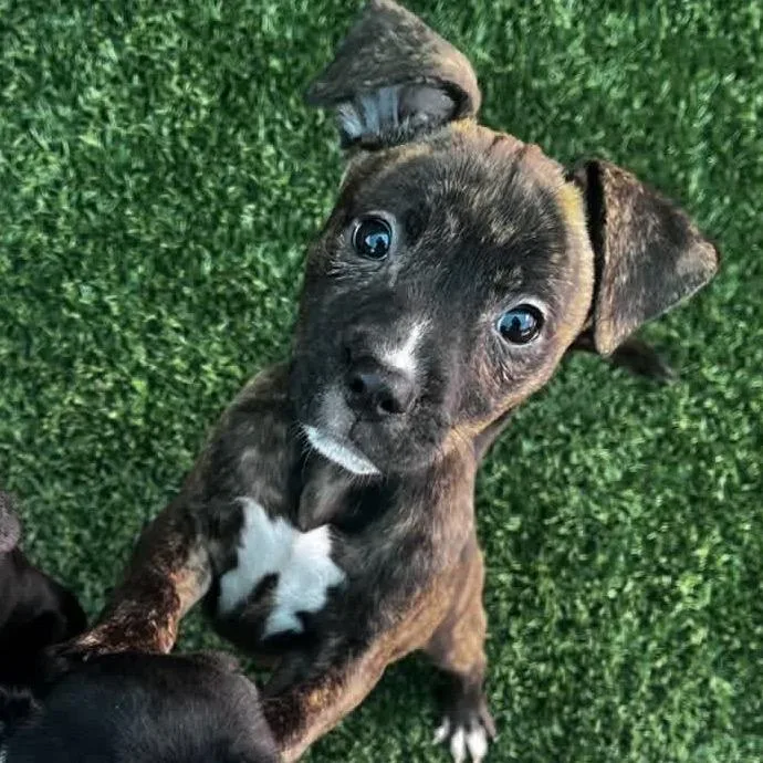 Strawberry thumbnail 5