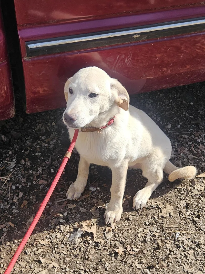 Robbie  Come Meet thumbnail 2