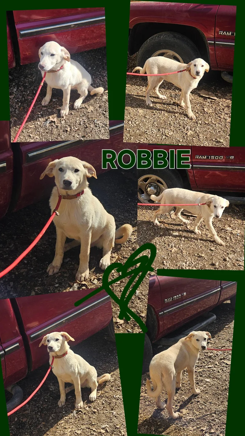 Robbie  Come Meet thumbnail 4