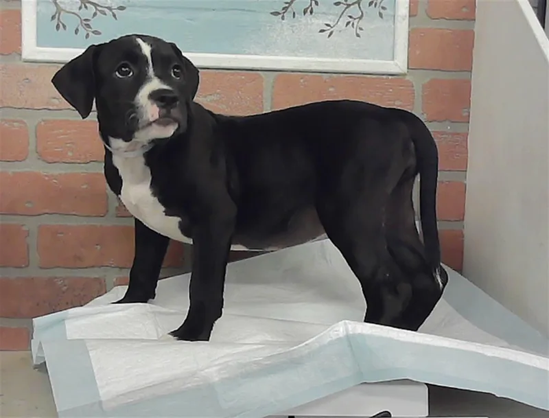 A baby small-sized female Staffordshire Bull Terrier dog named Harriet for adoption in Houston, TX