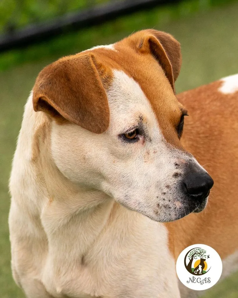 A young medium-sized female Terrier dog named Lucy for adoption in Lavonia, GA