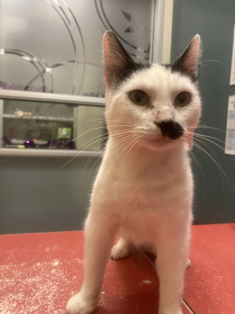 A young medium-sized male Black & White / Tuxedo Domestic Short Hair cat named Murphy for adoption in Los Alamitos, CA