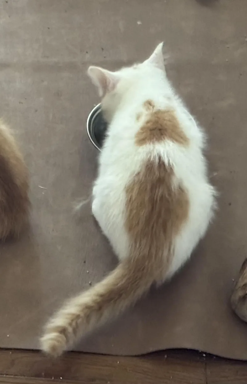 A baby medium-sized male Orange & White Domestic Short Hair cat named "colby" for adoption in North East, MD