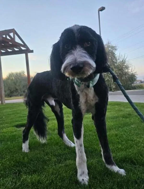 An adult large-sized male Standard Poodle dog named Remy for adoption in Kennewick, WA
