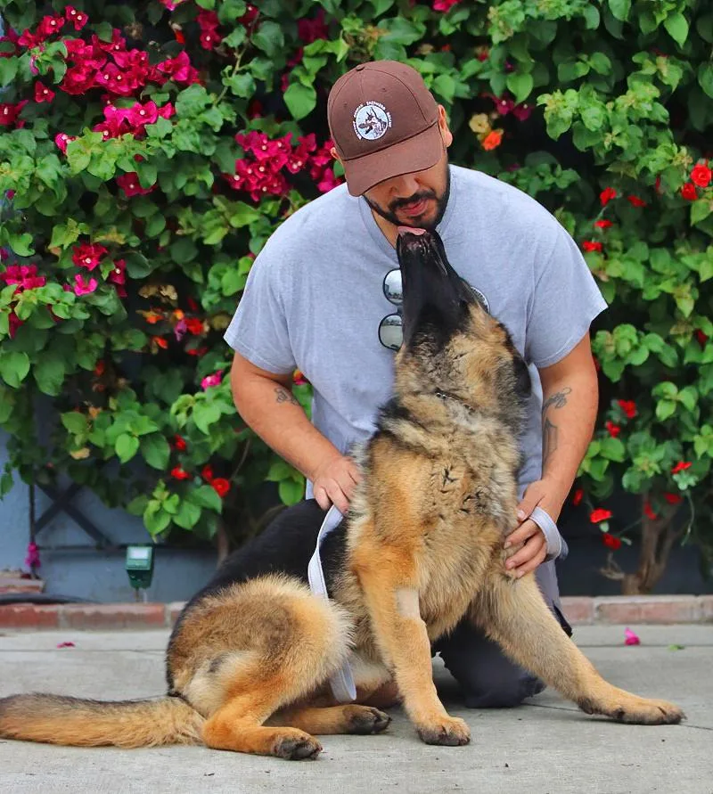 A young large-sized female Black German Shepherd Dog dog named Paige Von Preetz for adoption in Los Angeles, CA