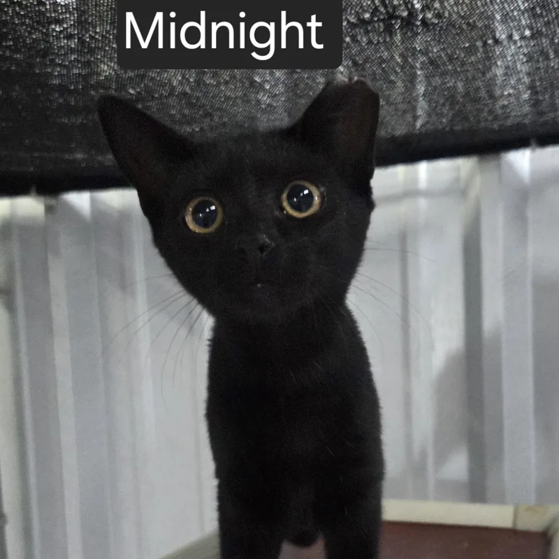 A young medium-sized female Black Domestic Short Hair cat named Midnight for adoption in SNOW HILL, NC