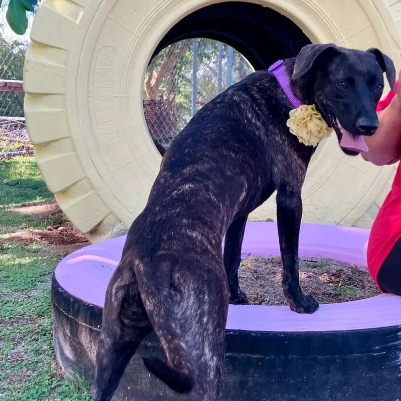 A baby medium-sized female Black Mouth Cur dog named Ebony Jane for adoption in Humacao, PR